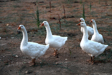 Obraz premium White geese on a rural farm.