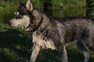 A cheerful young dog in beautiful nature.