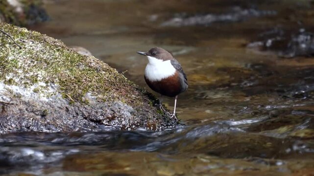 a white throated dipper, cinclus cinclus, in a mountain creek at a spring day