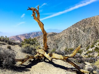 In the Joshua Tree Desert