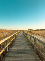 Obraz premium A wooden boardwalk stretches through a field of tall golden reeds, bathed in the warm glow of golden hour, creating a serene landscape in Barrinha os Esmoriz, Ovar, Portugal