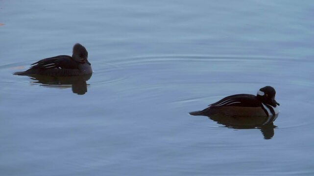 Male And Female Hooded Mergansers Floating in a Pond