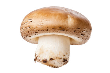 Fototapeta premium Mushroom with smooth cap and sturdy stem, cut out