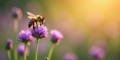 A honeybee delicately gathers nectar from a vibrant purple flower, bathed in the warm glow of the setting sun, a serene moment in nature's embrace.