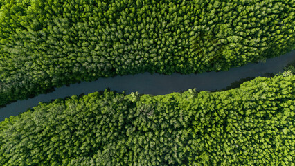 Ecology and environment concept. Natural forest full of green trees from high angle. Big forest view with river. Pure nature.