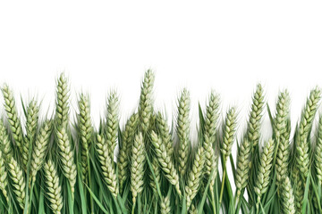 Green wheat stalks ready for harvest in summer sun, cut out