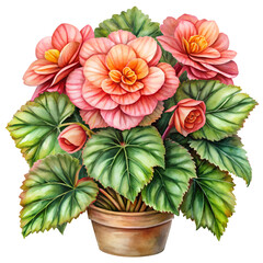 Obraz premium Begonia Watercolor isolated on transparent background