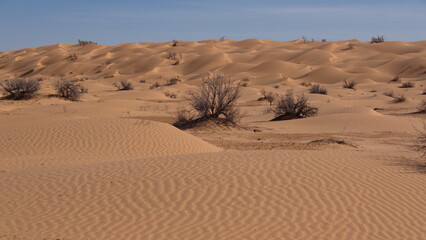 Scrub vegetation growing in a valley surrounded by tall sand dunes in the Sahara Desert, outside of Douz, Tunisia