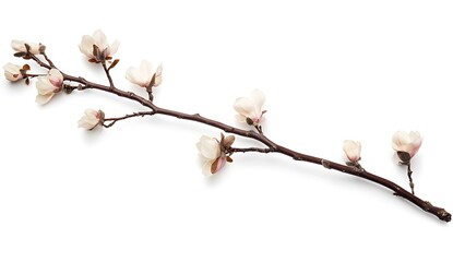Blossom Sprig on White Simple botanical element for design with plain backdrop, usable as an embellishment