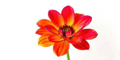A single, vibrant bloom isolated against a pure white backdrop, nature photography, single flower