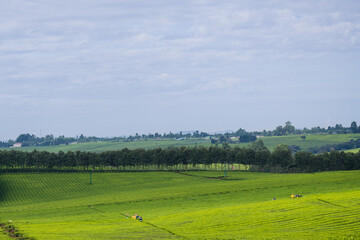 Green tea leaves plantations Kenya East Africa Green tea leaves field meadows plantations...