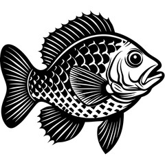 crappie fish vector illustration