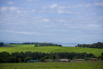 Green tea leaves field meadows plantations vegetation estate trees Kericho County Kenya East Africa...
