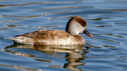 Red-crested Pochard duck bird swimming in a  lake