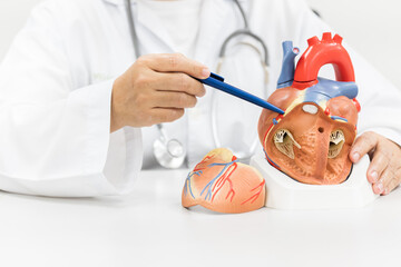 Doctor hand point patient heart model anatomy and explain before treatment for diagnosis heart...