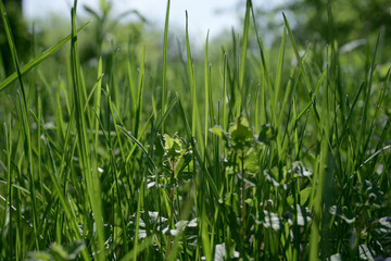green grass background