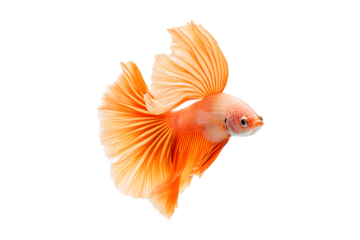 A betta fish with a beautiful tail Isolated on White and Transparent Background PNG Image.