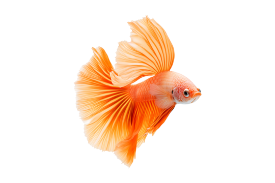 A betta fish with a beautiful tail Isolated on White and Transparent Background PNG Image.