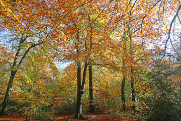 Fototapeta premium Decoy Country Park, Devon in Autumn 
