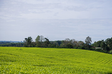 Green tea leaves field meadows plantations vegetation estate trees Kericho County Kenya East Africa...