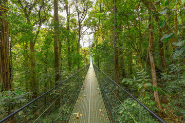 Hanging bridge in Monteverde Cloud Forest on a foggy day- Costa Rica