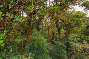 Fototapeta premium The national park Monteverde Cloud Forest - Costa Rica