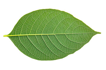 Obraz premium Close-up view of a detailed green leaf, cut out