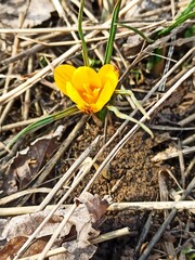 Yellow Crocus