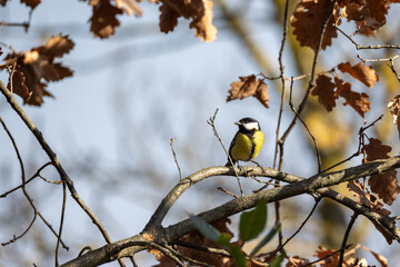 Cinciallegra, Parus major, nel bosco invernale.