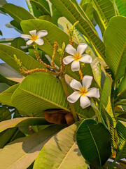 frangipani flower in the garden
