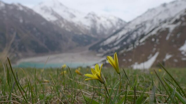 Tulipa heterophylla (Regel) in the mountains