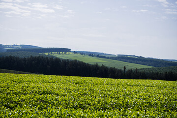 Green tea leaves field meadows plantations vegetation estate trees Kericho County Kenya East Africa...