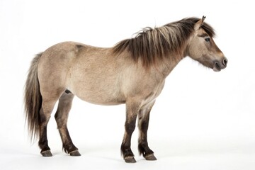 Obraz premium miniature horse isolated on white background