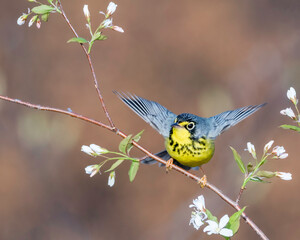 Canada Warbler (Cardellina canadensis), a small boreal songbird of the New World warbler family. It summers in Canada and northeastern United States and winters in northern South America