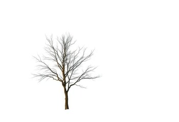 A lone deciduous tree stands stark against a pure white backdrop, element, background