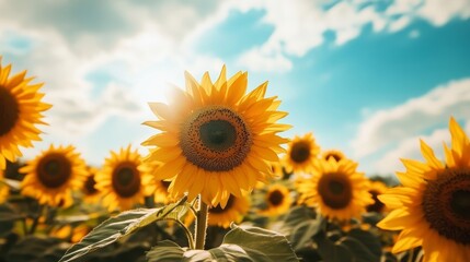 Fototapeta premium Blooming sunflowers stretching toward the sky in summer. 