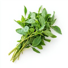 thai coriander isolated on white