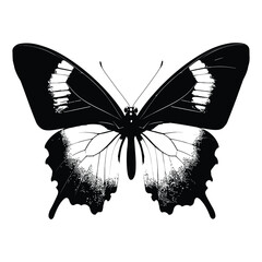 butterfly coloring page design