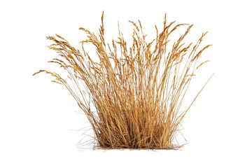 Golden dry grass clump in bright light setting, cut out
