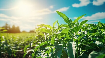 Obraz premium Healthy organic crops ready for harvest under a sunny sky.