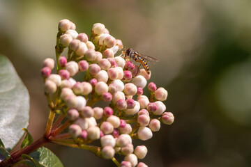 Episyrphus balteatus, simil vespa, su fiore di viburno tino.