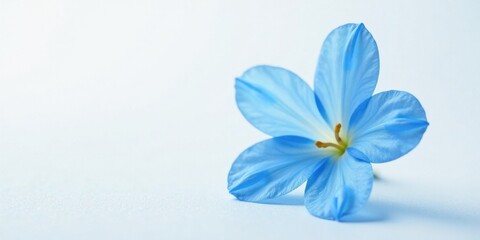 Fototapeta premium A single light blue flower blossom rests gently on a pale background, showcasing delicate petals and subtle texture.