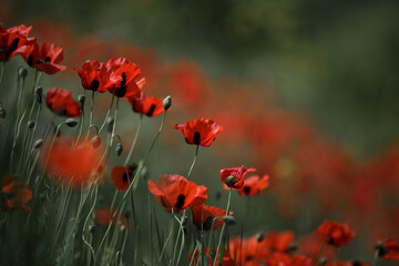 Poppy field. Summer red poppy. Remembrance day. Poppy field in full bloom