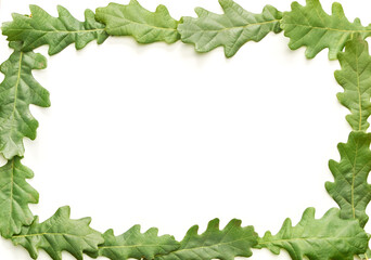 Green oak leaves arranged in rectangular frame on white background.