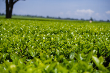 Green tea leaves field meadows plantations vegetation estate trees Kericho County Kenya East Africa...