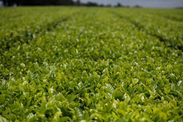 Green tea leaves plantations Kenya East Africa