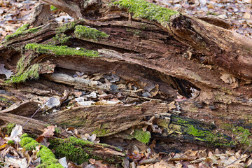 Obraz premium The photograph conveys the natural texture and feel of the rotten tree and fallen leaves, as well as the details of the forest landscape.