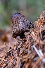 old rotting mushroom dying in forest