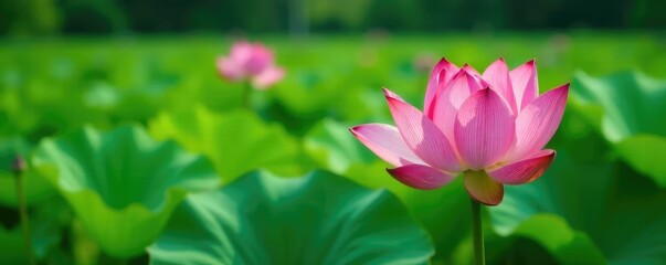 Obraz premium Hidden among the greens a rare pink lotus blooms, plant life, plants, foliage