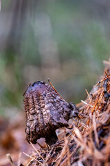 old rotting mushroom dying in forest